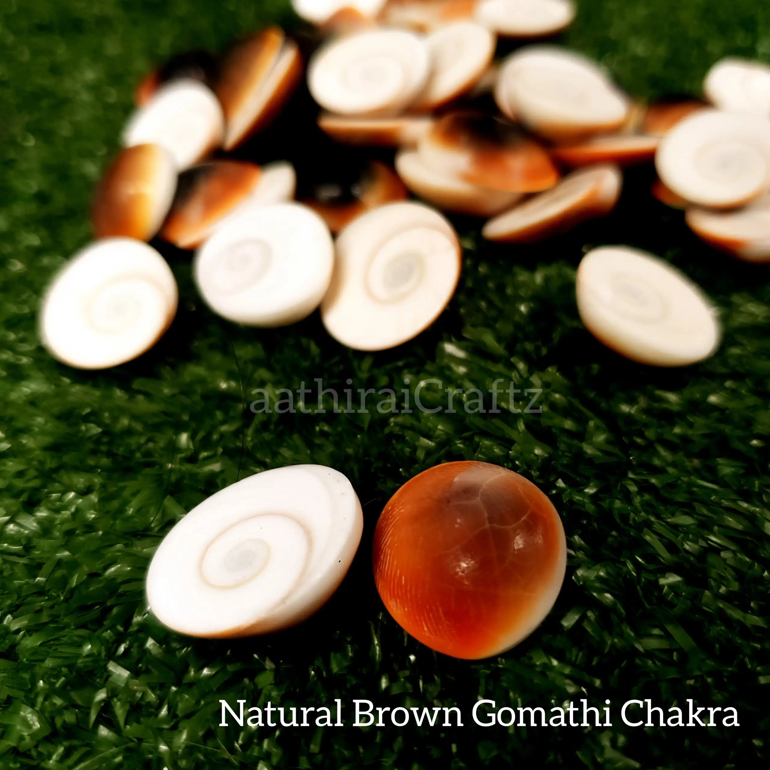 Pure Natural Gomathi Chakra - image 1