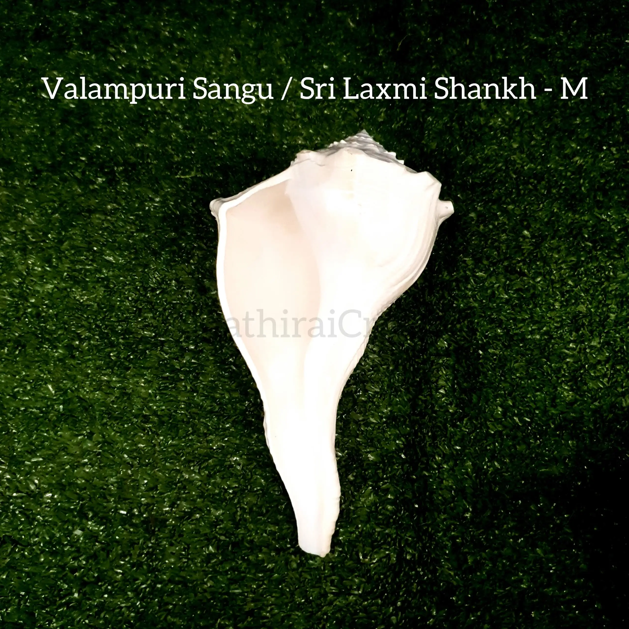 Original Natural Pure Shankh / Valampuri Sangu - image 1