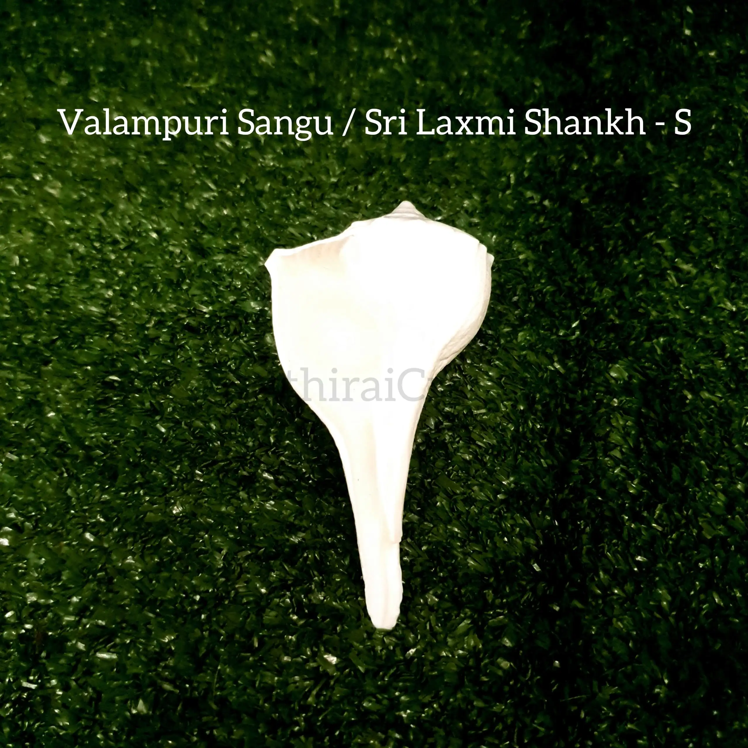Original Natural Pure Shankh / Valampuri Sangu - image 2
