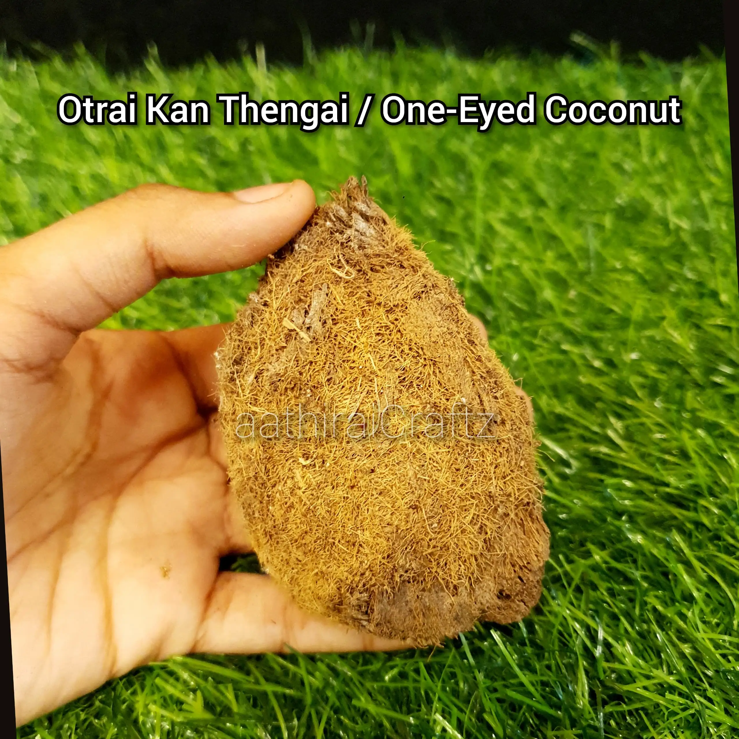 Ekakshi Nariyal / One Eyed Coconut - image 2