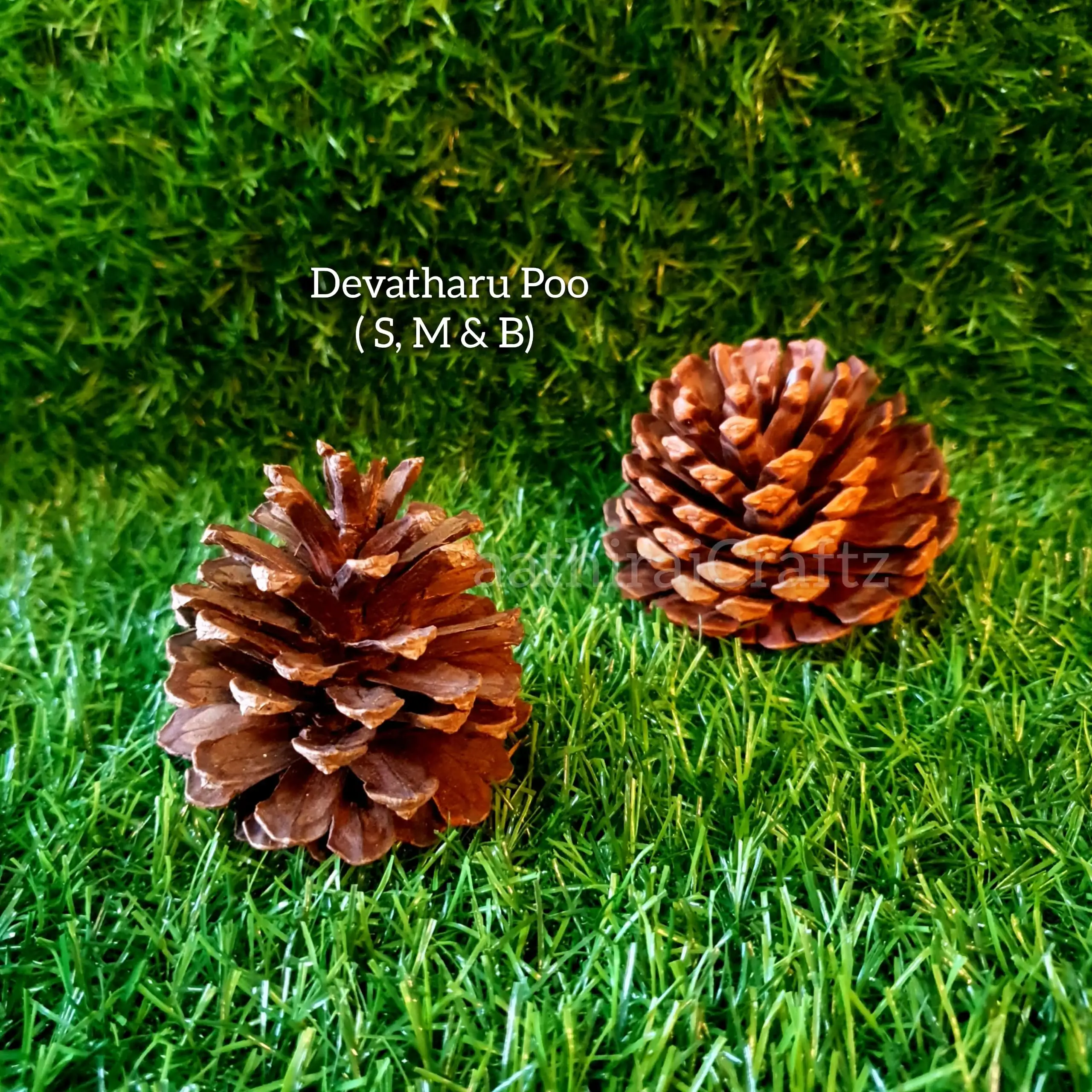 Devadharu Flower / Devadaru Herb - image 1