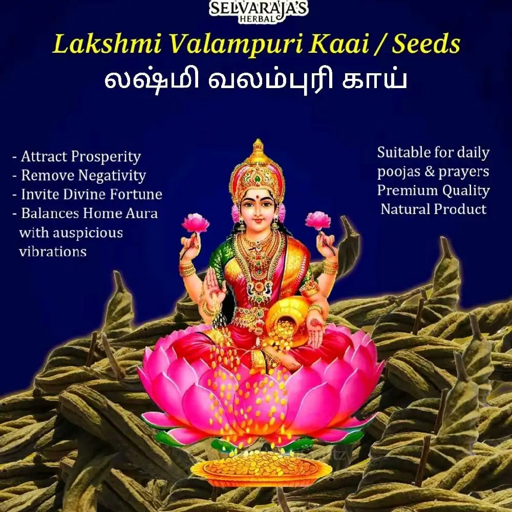 Lakshmi Valampuri Kaai / Indian Sacred Screw Tree - image 1